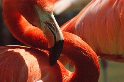 Close-up of orange bird