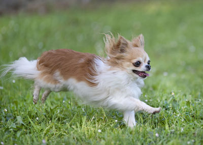 Close-up of white dog running on field