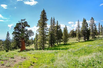 Pine trees in forest