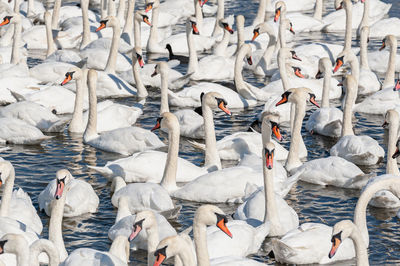 High angle view of birds in lake