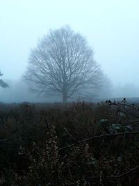 Bare tree on field against sky