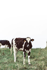 Cow standing in a field