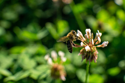 Close-up of insect on flower