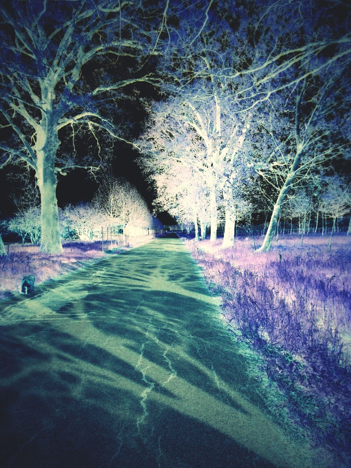 Infrared photography