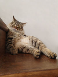 Portrait of cat sitting on table