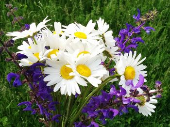 Close-up of flowers blooming outdoors