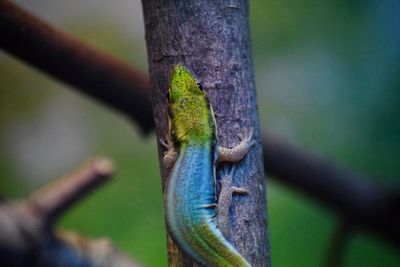 Close-up of lizard on tree trunk