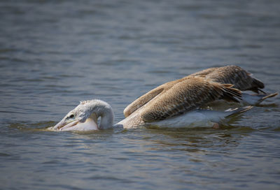 Duck swimming in lake