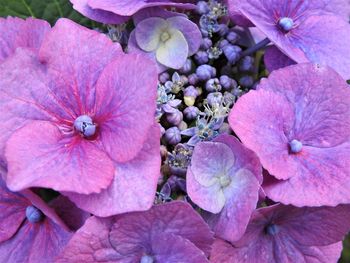 Close-up of pink hydrangea flowers