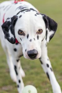 Close-up portrait of dog