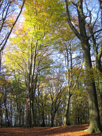 Trees in forest during autumn