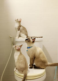 Three cats were on the toilet bowl in the bathroom.