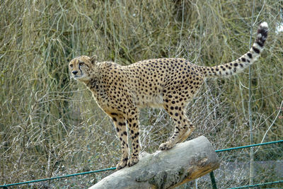 Full length of a cat