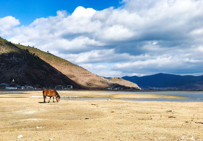 View of a horse on the beach