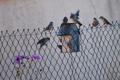 Birds perching on chainlink fence