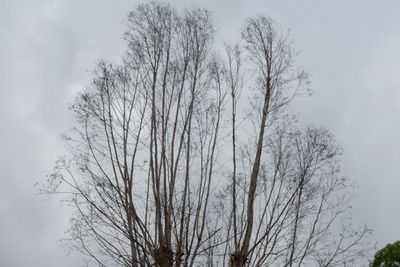 Low angle view of bare tree against sky