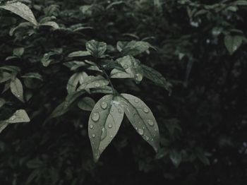 Close-up of raindrops on leaves