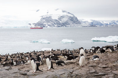 Flock of penguins at sea shore during winter