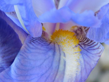 Macro shot of purple flowering plants