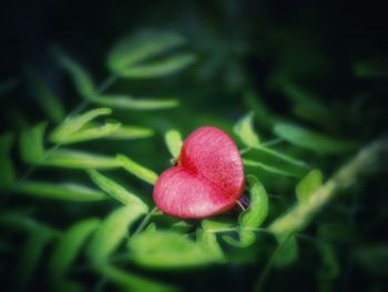 Close-up of red flower growing outdoors