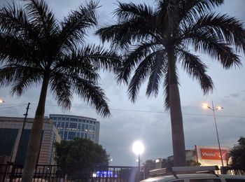 Low angle view of palm trees against sky