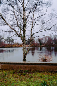 Bare tree on lakeshore against sky