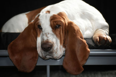 Close-up portrait of a dog