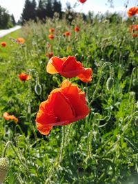 Close-up of red poppy flowers in field