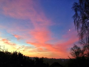 Silhouette of trees at sunset