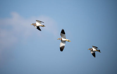 Low angle view of seagulls flying against clear sky