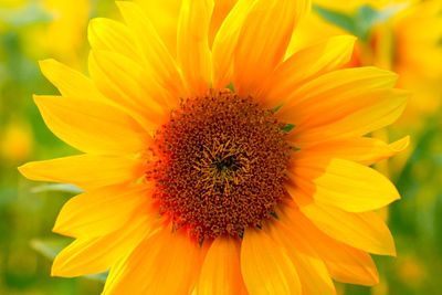 Close-up of yellow flower