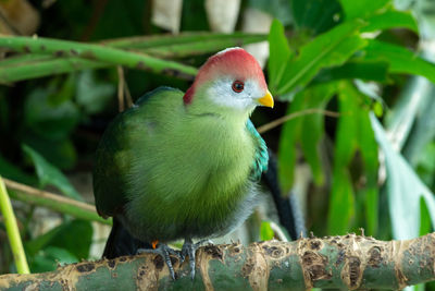 Close-up of bird perching on plant