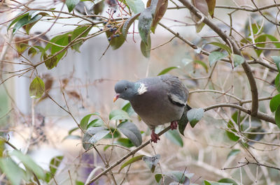 Close-up of bird perching on tree