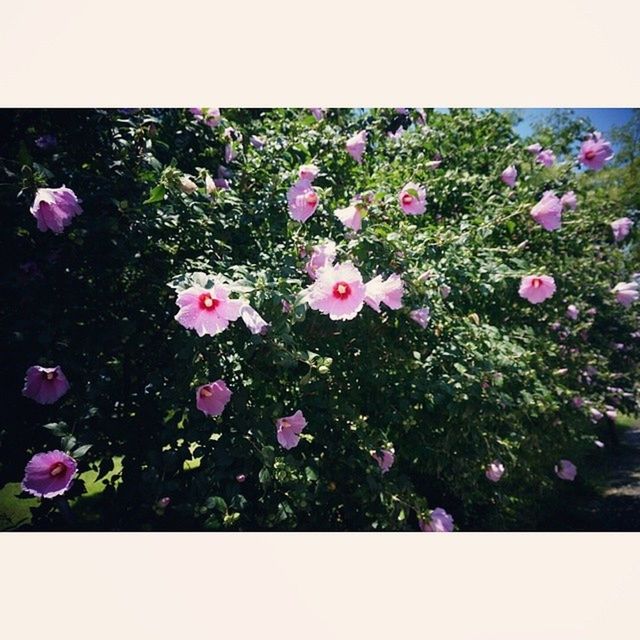 flower, transfer print, freshness, fragility, auto post production filter, growth, beauty in nature, petal, pink color, nature, plant, purple, blooming, flower head, field, in bloom, outdoors, pink, day, no people