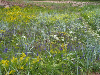 Plants growing on field