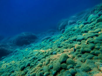 Fish swimming in sea