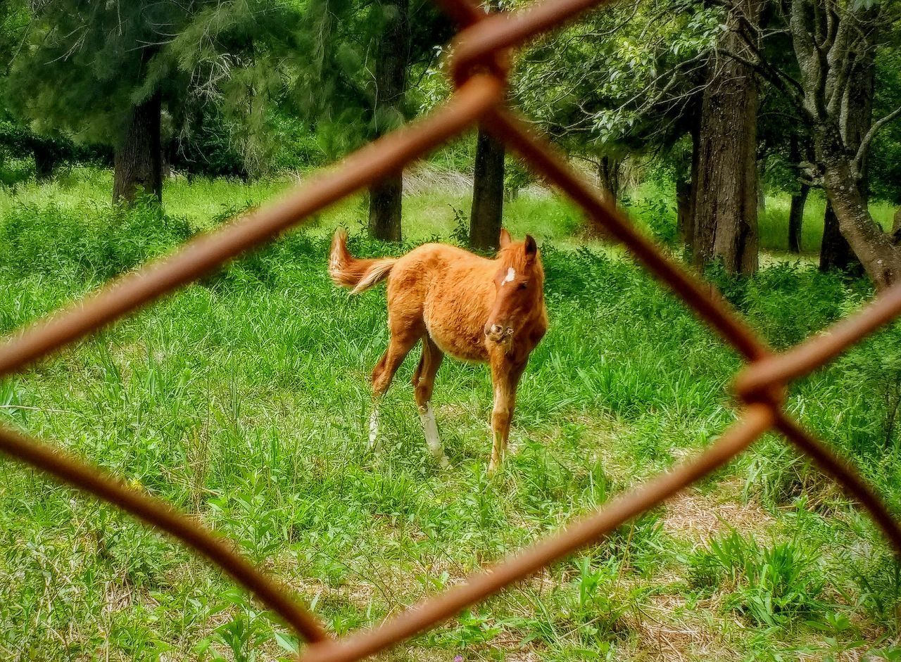 VIEW OF AN ANIMAL ON LAND