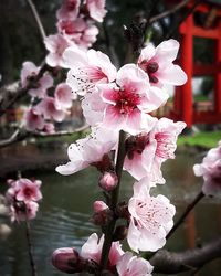 Close-up of pink cherry blossoms