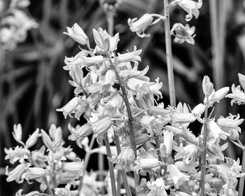 Close-up of flowers blooming outdoors