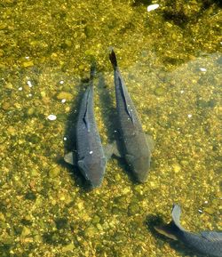 High angle view of fish swimming in sea