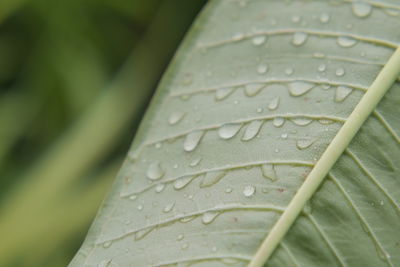 Close-up of raindrops on leaf