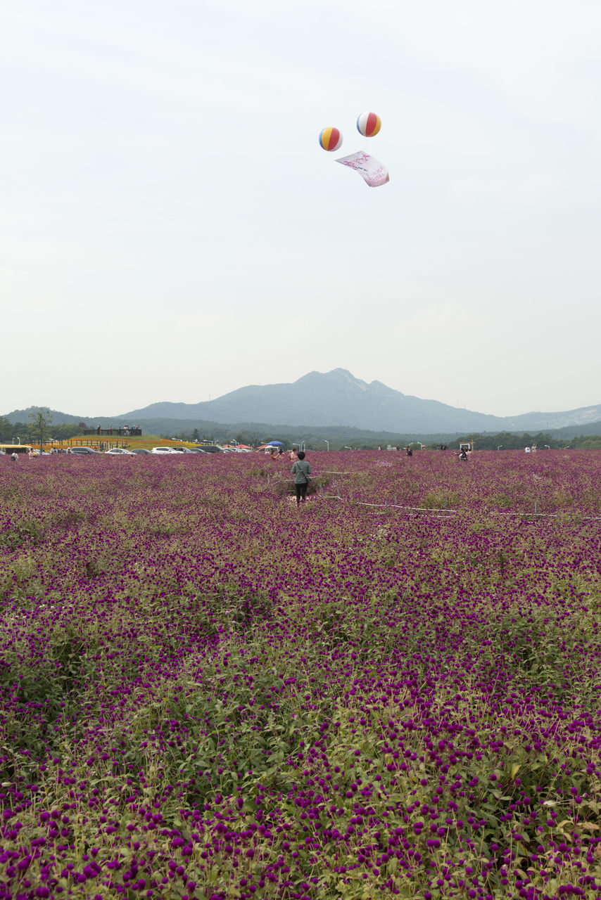 HOT AIR BALLOON FLYING OVER FIELD