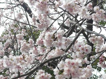 Low angle view of cherry blossom tree