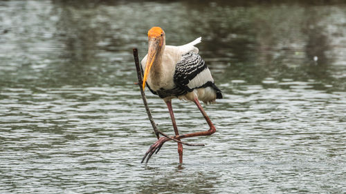 Bird on a lake