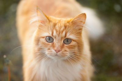 Close-up portrait of ginger cat