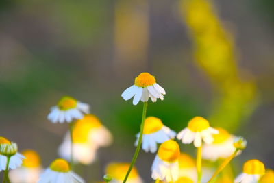 Close-up of yellow flowering plant