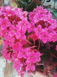 Close-up of pink flowering plant