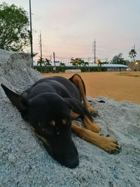 Close-up of dog on beach against sky