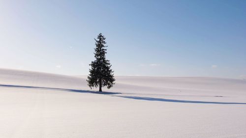 Tree on land against sky