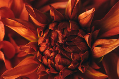 Macro photography of a dark red chrysanthemum. delicate petals in selective focus. 